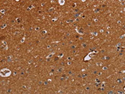 IFRD1 Antibody