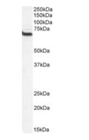 CMG1/CCDC2/IFT74, Biotinylated Antibody