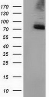 IGBP1 Antibody