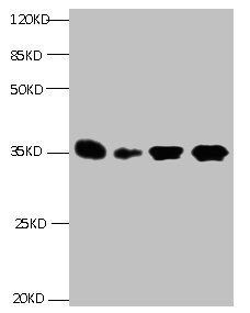 IGFBP1 Antibody