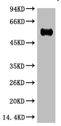 IgG (Fc specific,Heavy Chain) Antibody
