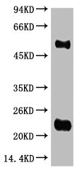 IgG (H+L) Antibody
