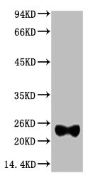 IgG (Light Chain Specific) Antibody