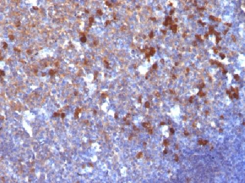 IGHG1 Antibody