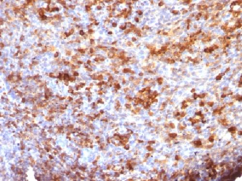 IGHG1 Antibody
