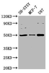 IGHM Antibody