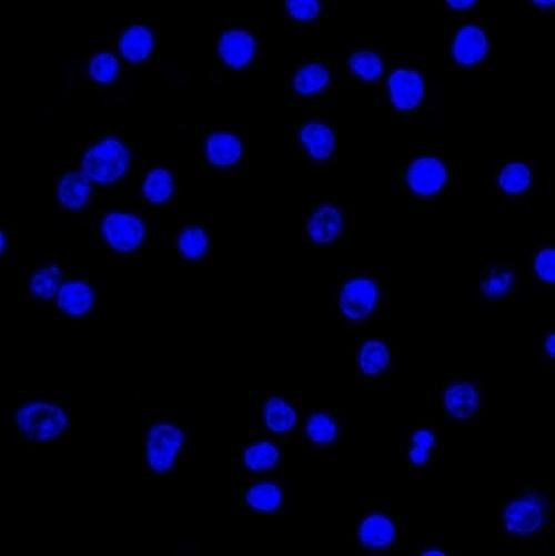 IGLV1-51 Antibody