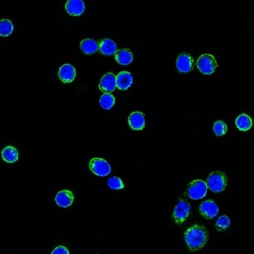IGLV1-51 Antibody