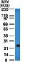 IGLV1-51 Antibody