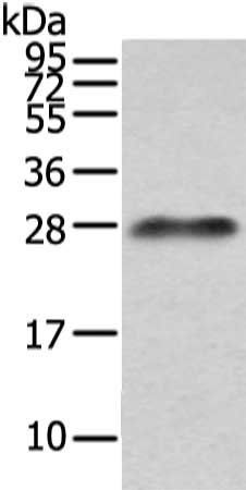 IGLV1-51 Antibody
