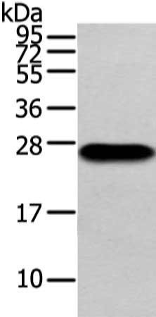 IGLV1-51 Antibody