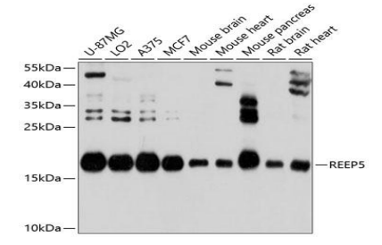 REEP5 polyclonal antibody