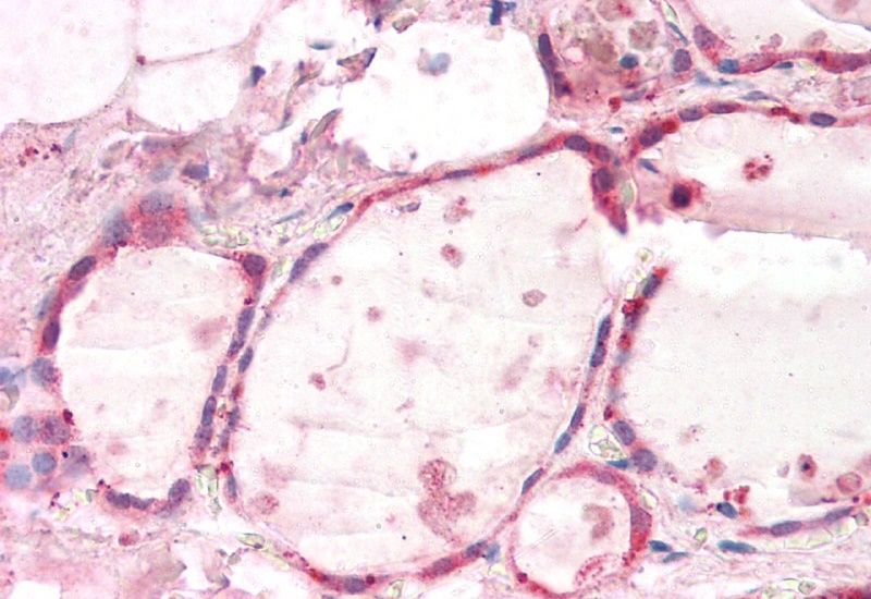 GNAI2 (aa289-299) Antibody