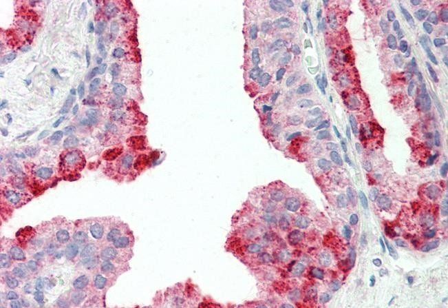 Goat anti-CutA protein Antibody