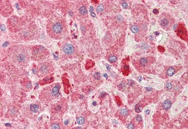 Goat anti-kininogen 1 Antibody