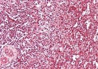 Goat anti-IFITM3 Antibody