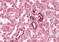 Goat anti-IFITM3 Antibody