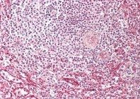 Goat anti-IFITM3 (N terminus) Antibody