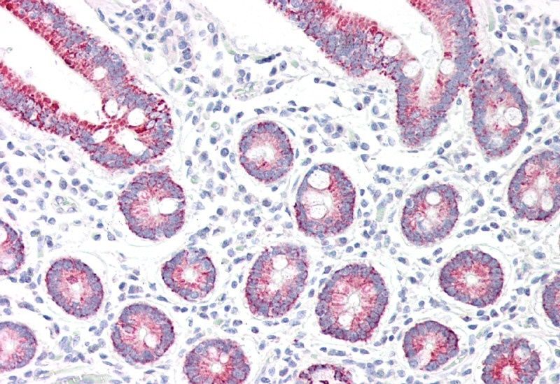Goat anti-Monoamine Oxidase A Antibody