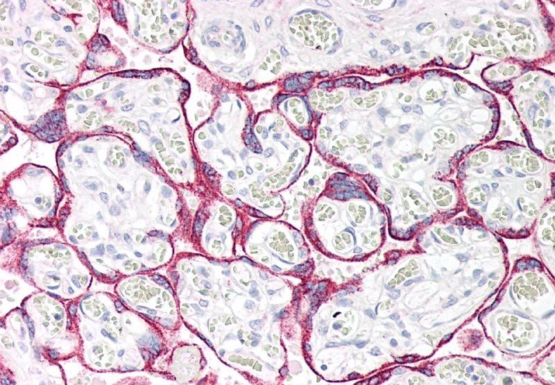 Goat anti-Monoamine Oxidase A Antibody