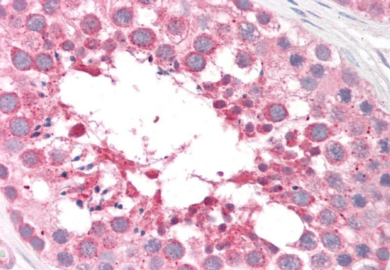 Goat anti-Arylsulfatase A Antibody