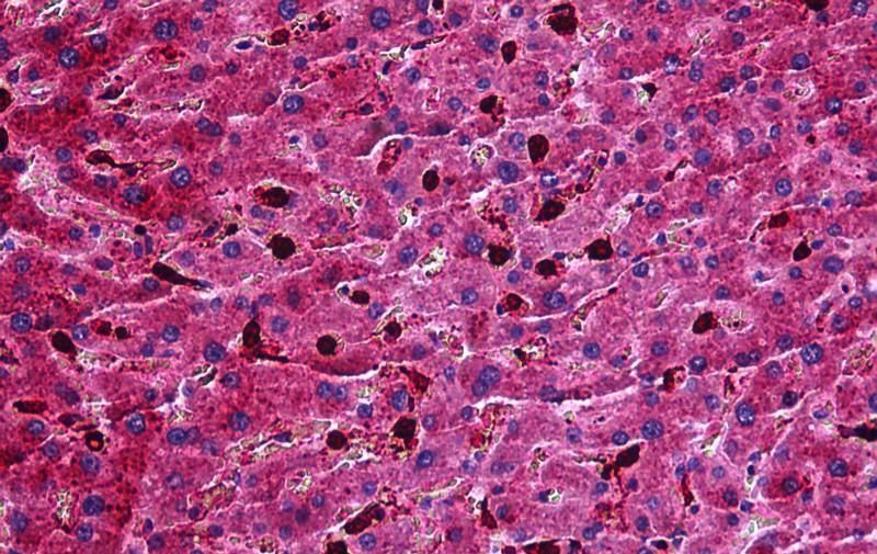 Apolipoprotein M (mouse) Antibody
