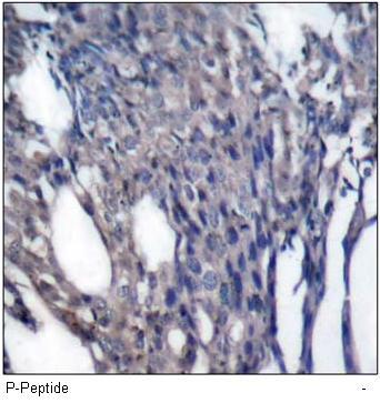 IκB-α (Phospho-Tyr42) Antibody