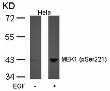 IκB-α (Phospho-Tyr42) Antibody