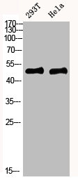 IKBKG Antibody