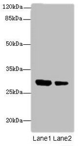 IL1A Antibody