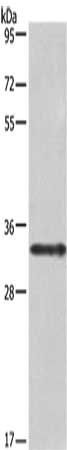 IL1A Antibody