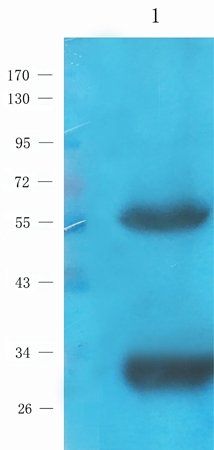 IL1 beta Rabbit Polyclonal Antibody