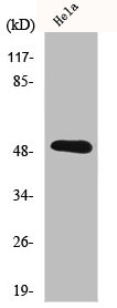 IL11RA Antibody