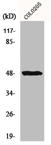 IL13RA1 Antibody