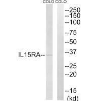 IL15RA Antibody
