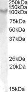 IL17ra (mouse) Antibody