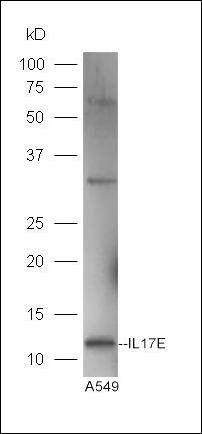 IL17E Rabbit Polyclonal Antibody (FITC)