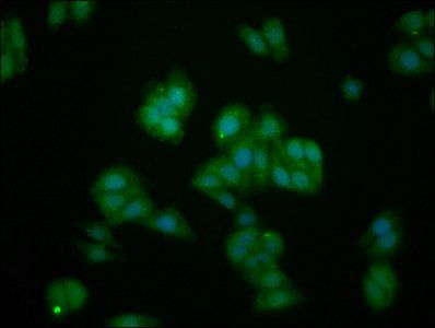 IL1RAPL1 Antibody