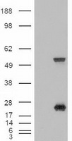 IL2 Receptor beta Antibody