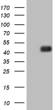 IL20 Antibody