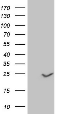 IL20 Antibody