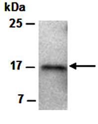 IL21 (C2) Antibody, Rabbit Polyclonal