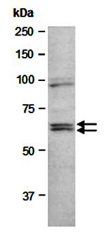 IL21R (N3) Antibody, Rabbit Polyclonal