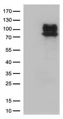 IFNLR1 Antibody