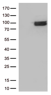 IFNLR1 Antibody