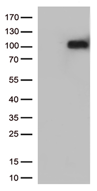 IFNLR1 Antibody