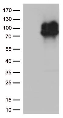 IFNLR1 Antibody