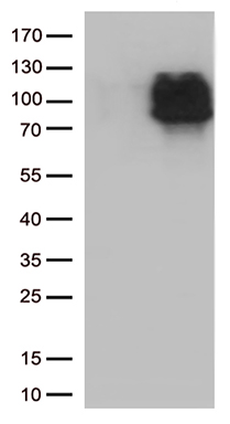 IFNLR1 Antibody