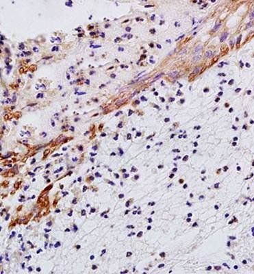 IL29 Rabbit Polyclonal Antibody