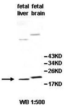 IL29 Rabbit Polyclonal Antibody